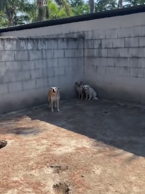 Meticcio cani in regalo: MICK timoroso ma buono! tg mediopicc. - Video 1