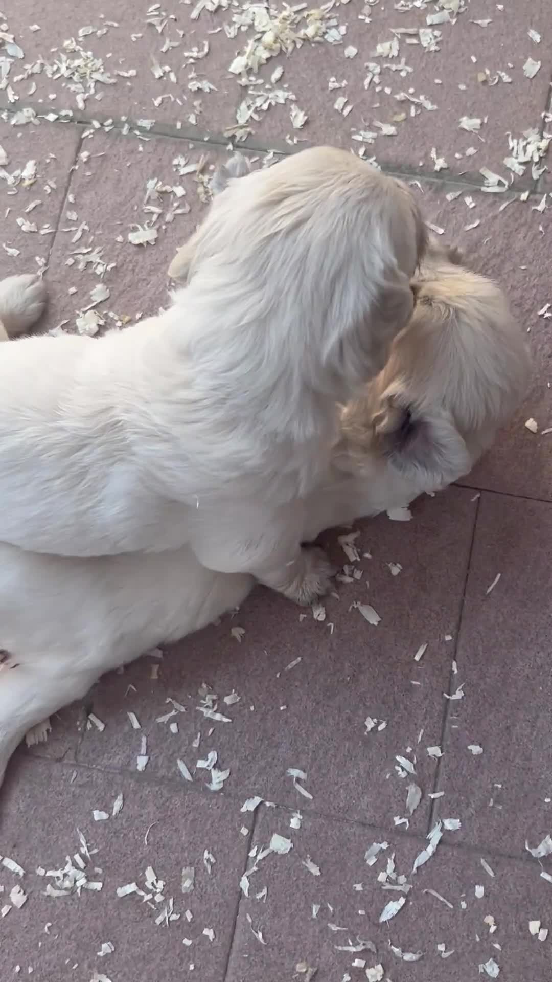 Golden Retriever cani in vendita: Cuccioli disponibili - Golden retriever - Video 1
