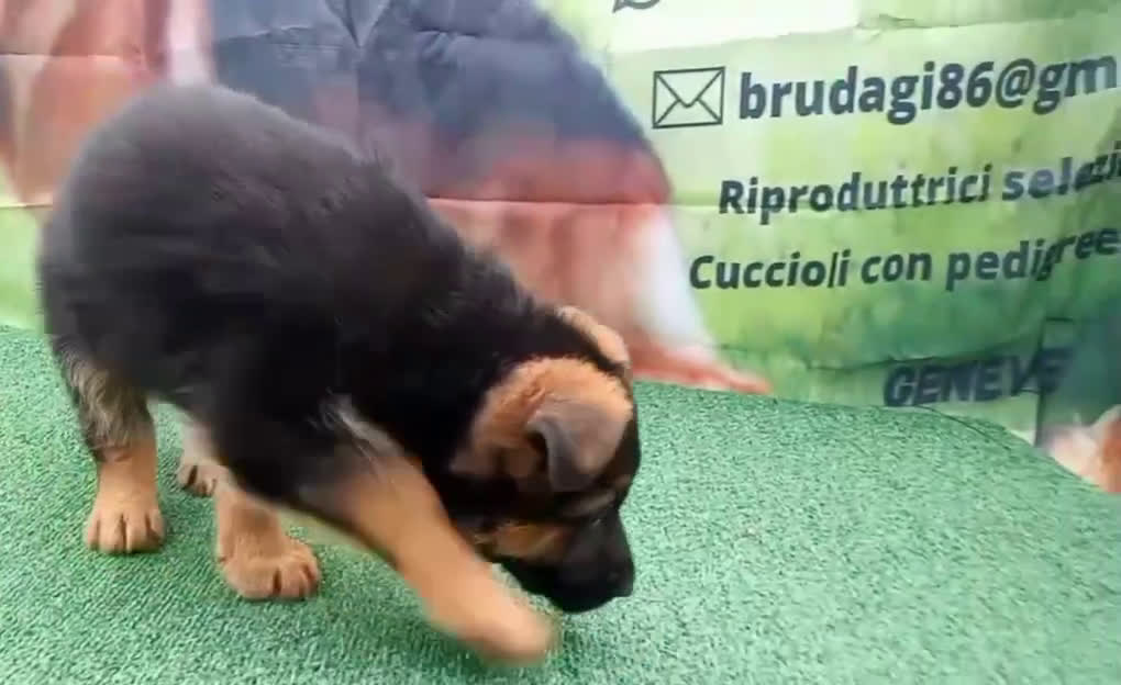 Pastore Tedesco cani in vendita: Eccellenti cuccioli di pastore tedesco  - Video 1