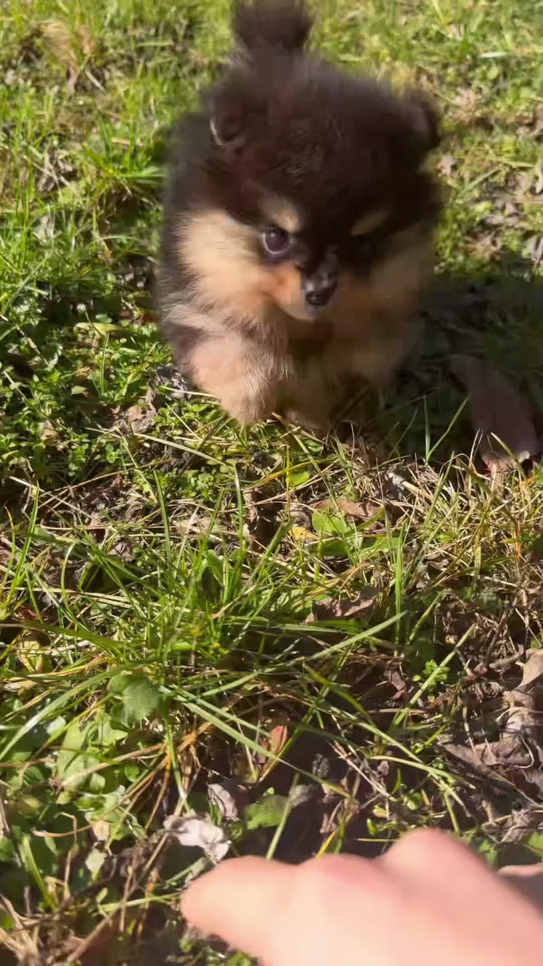 Volpino Pomerania cani in vendita: Volpino di Pomerania - Video 1
