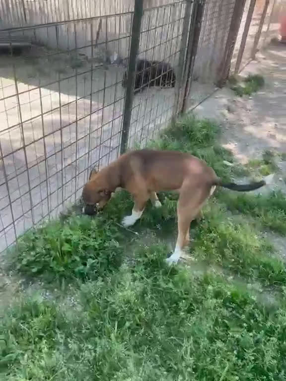 Meticcio cani in regalo: CHOCO ASPETTA TE - Video 2