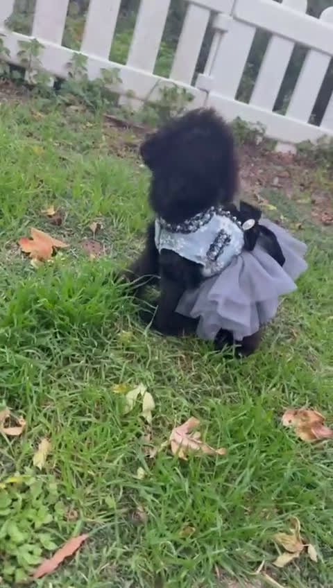 Barboncino Toy cani in vendita: Barboncina piccola toy mini toy nera - Video 2