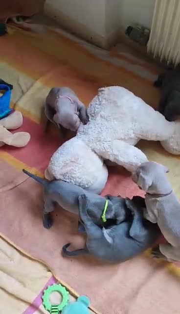 Weimaraner cani in vendita: Weimaraner  a Provincia autonoma di Bolzano - Alto Adige - Video 1