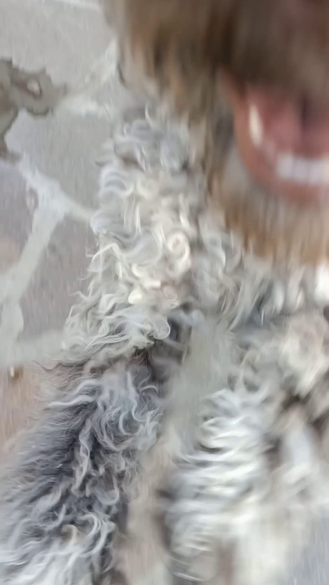 Lagotto cani in vendita: Cuccioli di Lagotto Romagnolo con Pedigree ROI  a Provincia di Chieti - Video 1