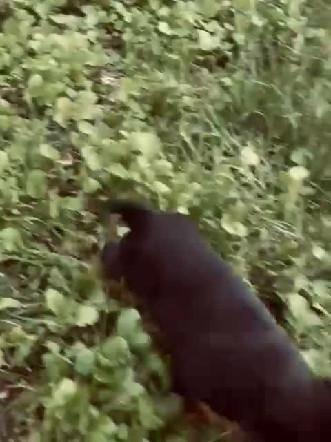 Rottweiler cani in vendita: Cuccioli di Rottweiler  - Video 1