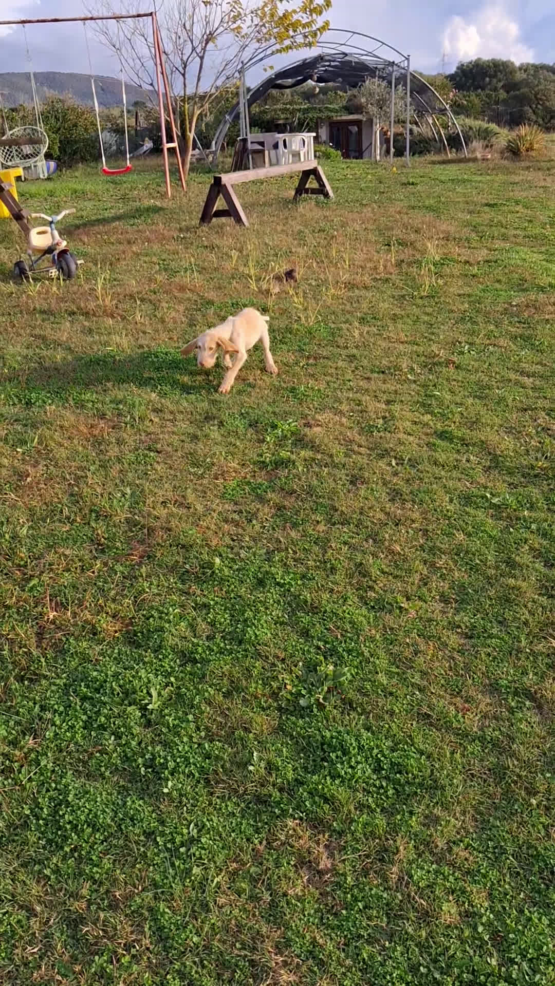Spinone cani in vendita: Cedo cucciolo di spinone - Video 1