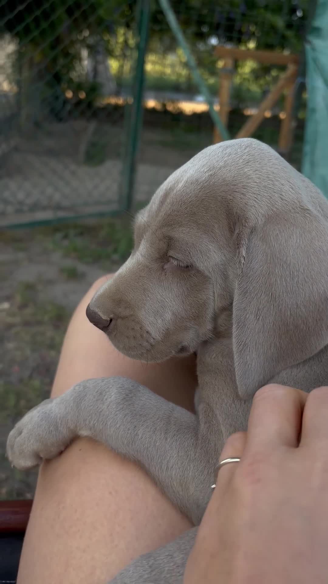 Weimaraner cani in vendita: Cucciolo di weimaraner  - Video 1