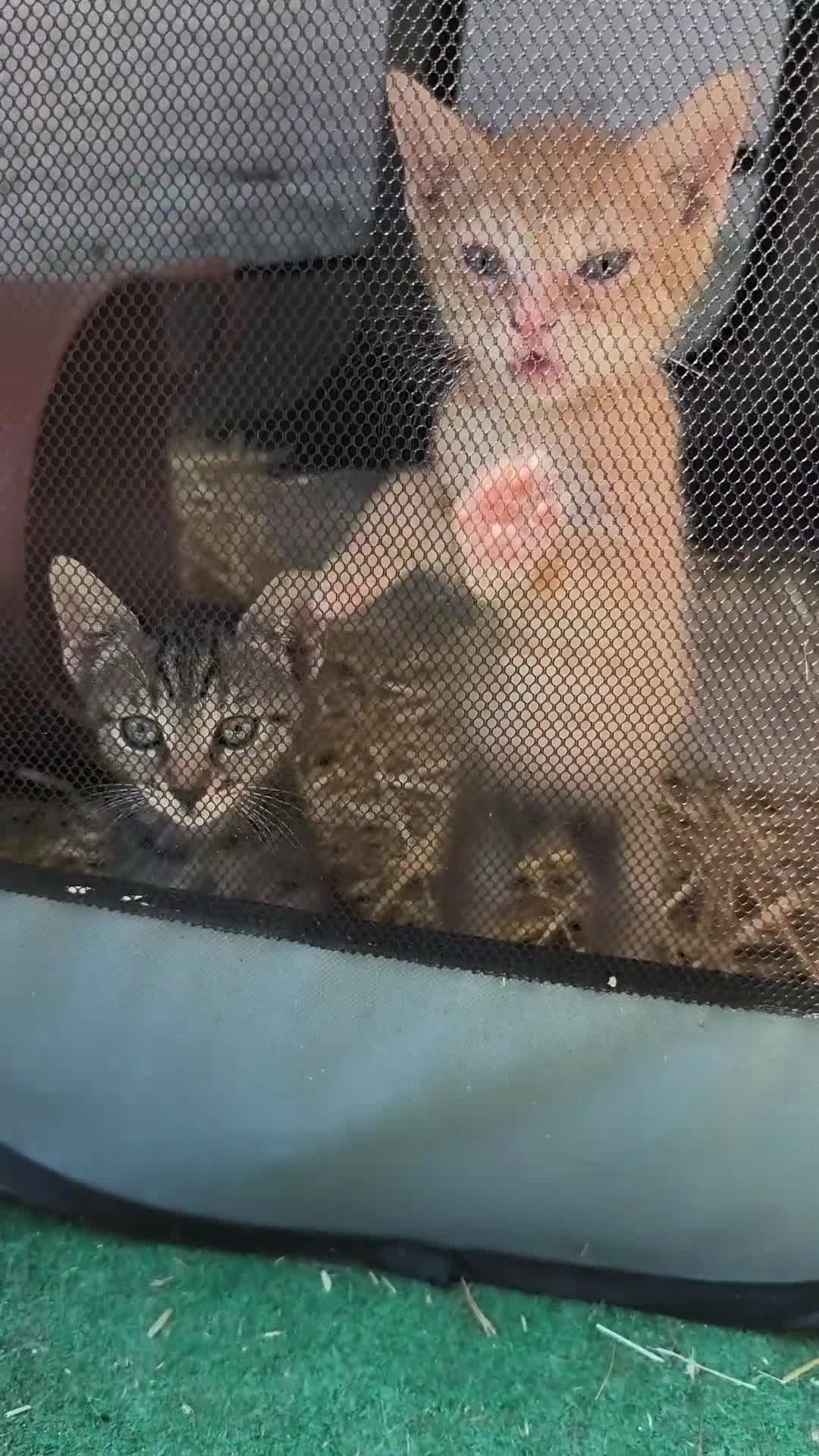 Meticcio gatti in regalo: Tagadà  - Video 1