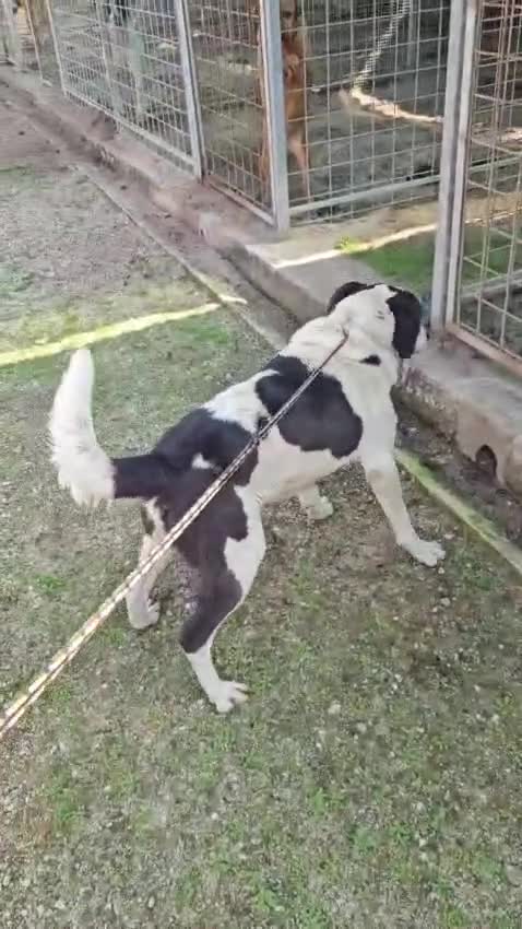Meticcio cani in regalo: Coffee: super dolce, amico di tutti  - Video 1