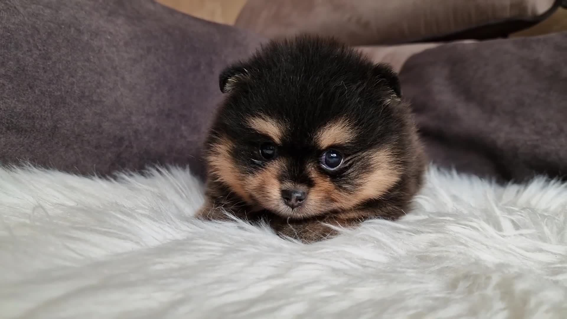Spitz cani in vendita: Spitz di Pomerania black&tan femmina  - Video 5