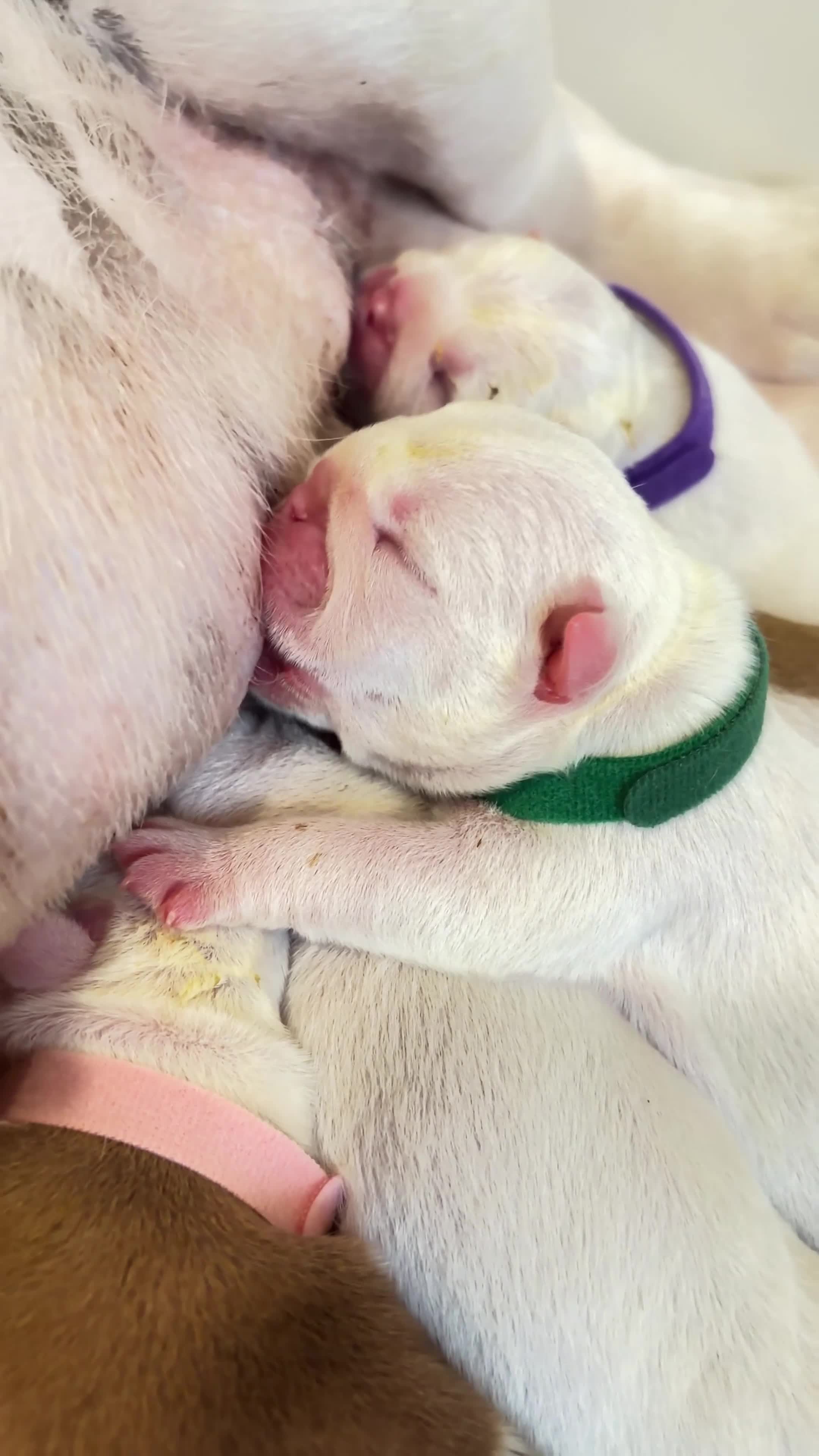 Bulldog cani in vendita: Cuccioli Di Bulldog  - Video 1