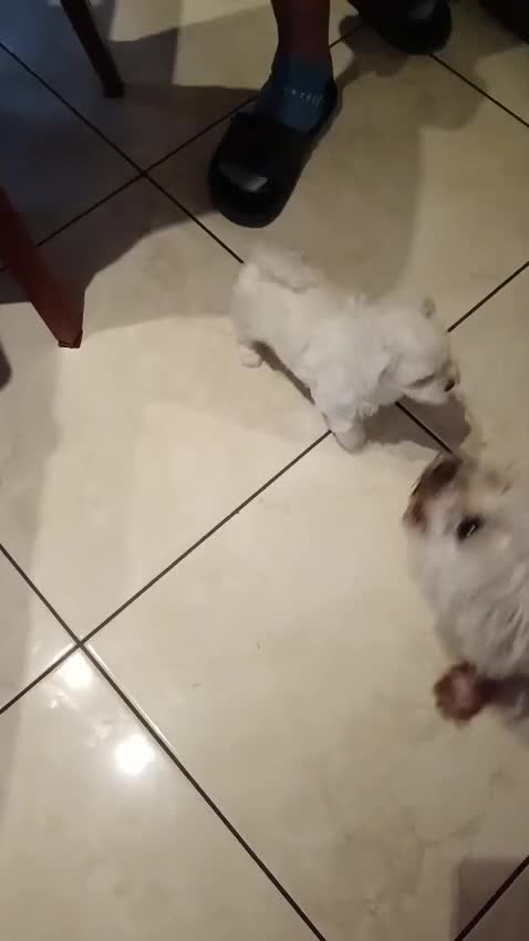 Maltese cani in vendita: Maltesina toy a Provincia di Bergamo - Video 2