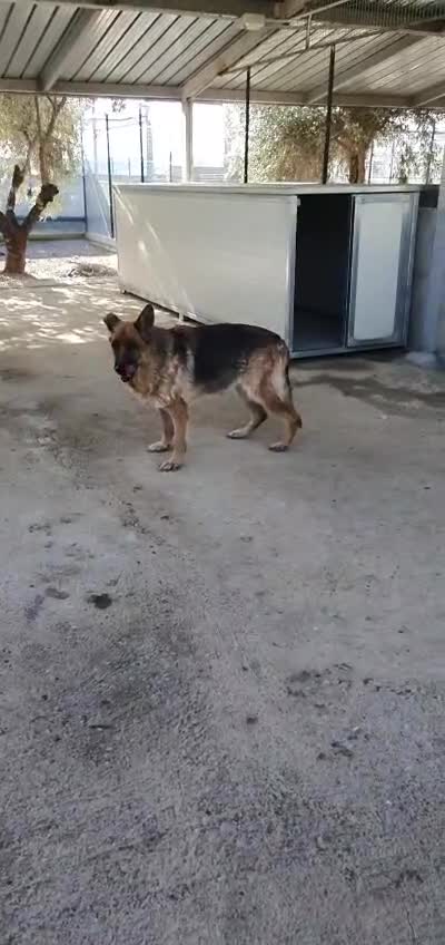 Pastore Tedesco cani in regalo: Zara pastore tedesco in canile - Video 2