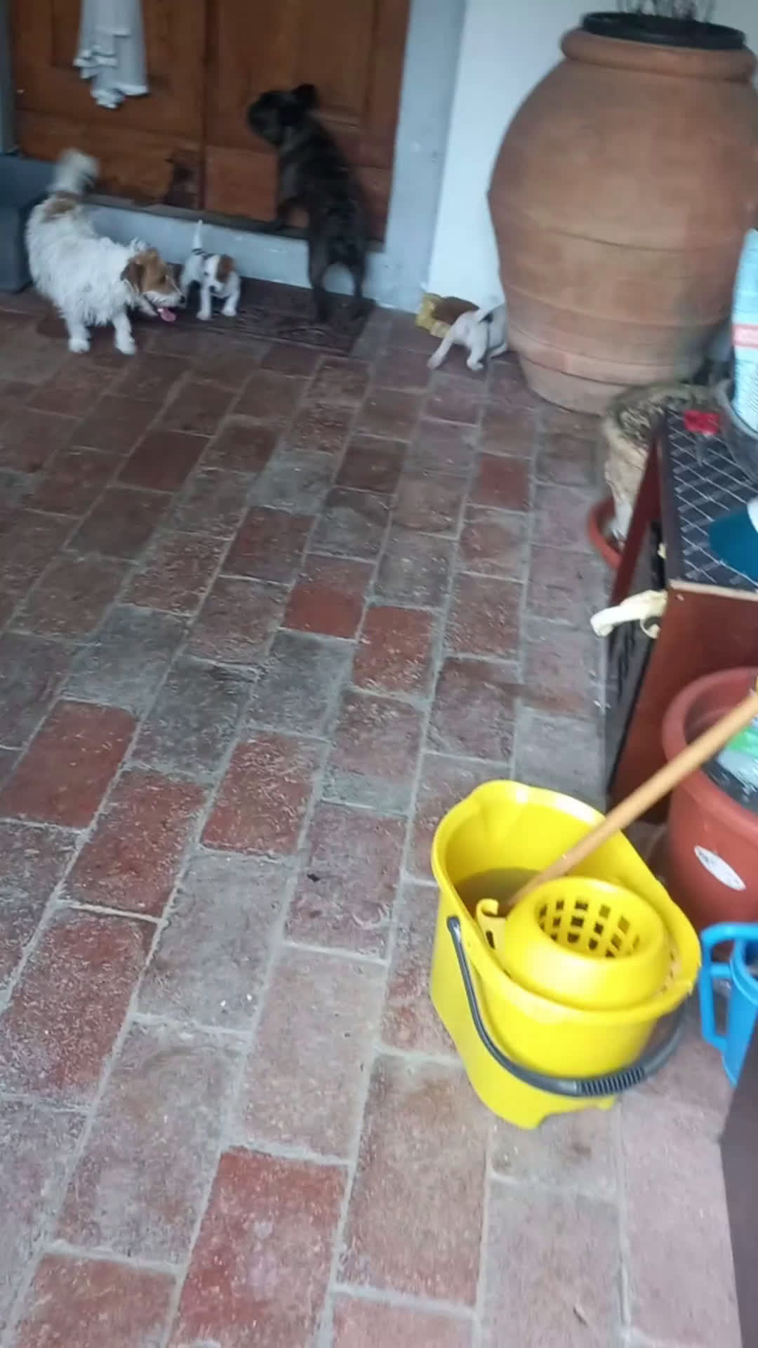 Jack Russell cani in vendita: Vendo cucciolo maschio Jack Russel con pedigree  a Città Metropolitana di Firenze - Video 2