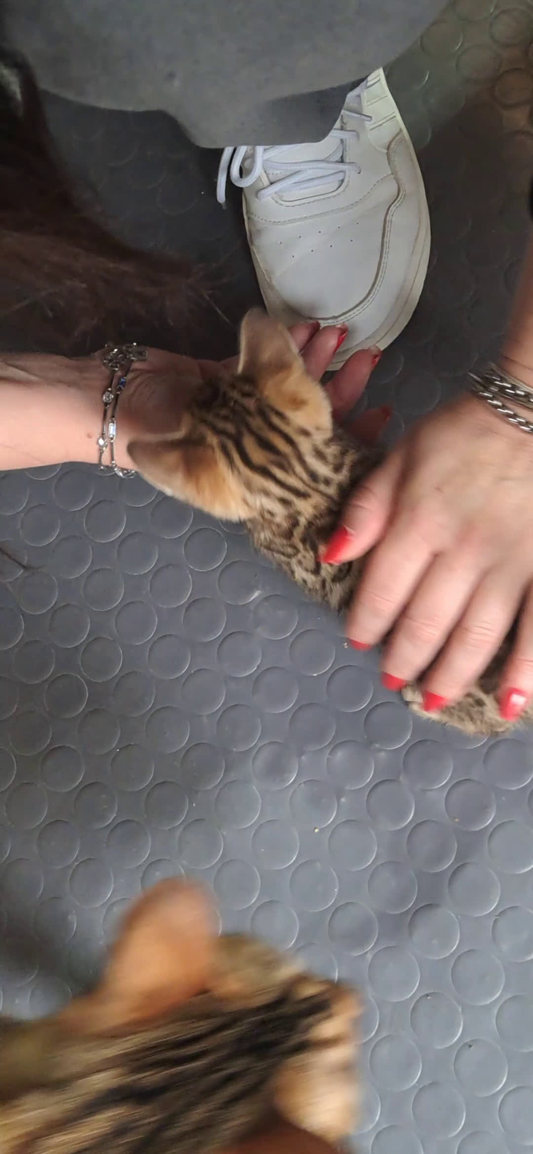 Bengala gatti in vendita: Cuccioli gatti Bengala  a Città Metropolitana di Firenze - Video 1