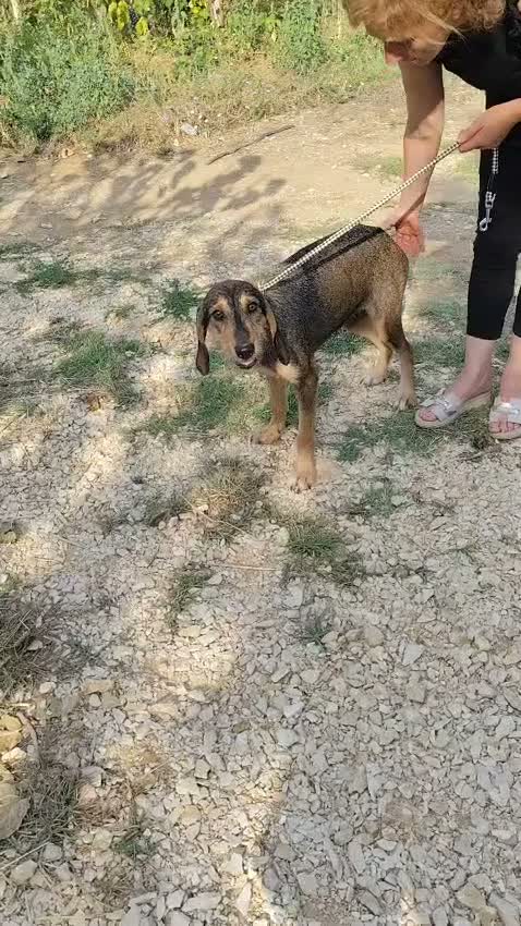 Segugio cani in regalo: Segugia a pelo ruvido - Video 1