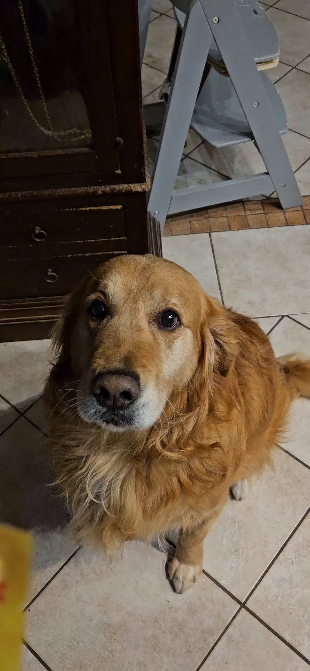 Golden Retriever cani per accoppiamento: Golden retriever per monta  - Video 3