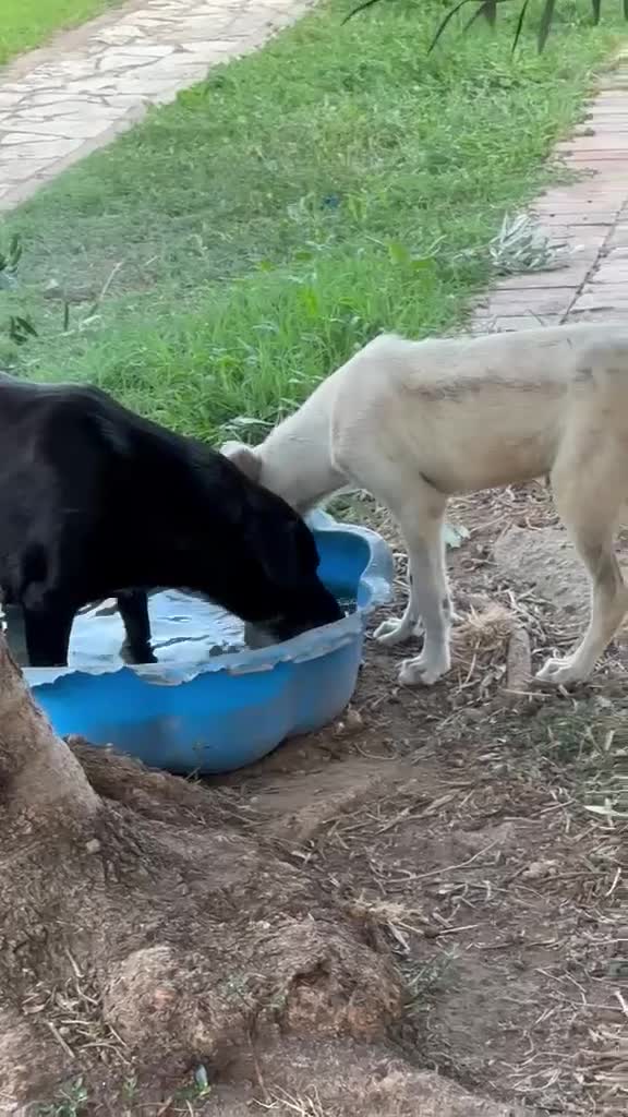 Meticcio cani in regalo: BELLA 🩷 adesso merita di essere scelta 😍 - Video 2