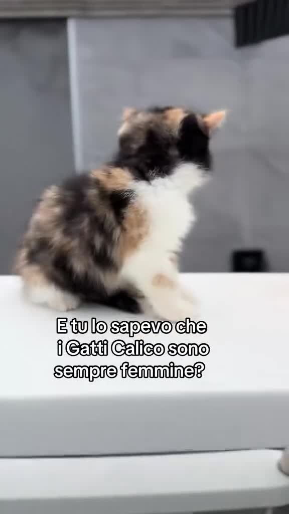 Persiano gatti in vendita: Cuccioli di Gatto Persiano e Exotic  - Video 2