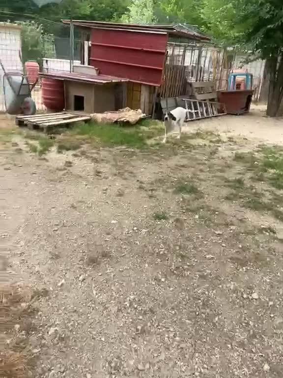 Meticcio cani in regalo: MAMMA E FIGLIA - Video 2