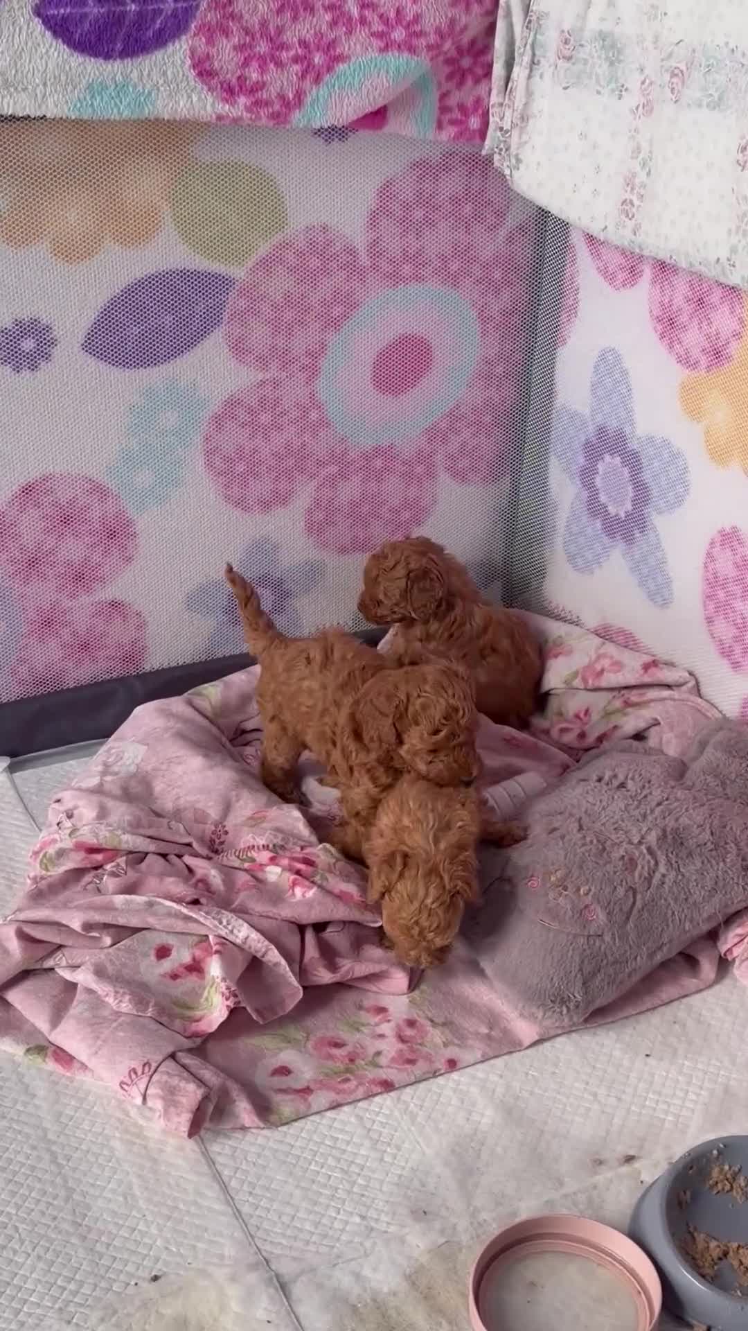 Barboncino Toy cani in vendita: Barboncini Toy Red - Video 1