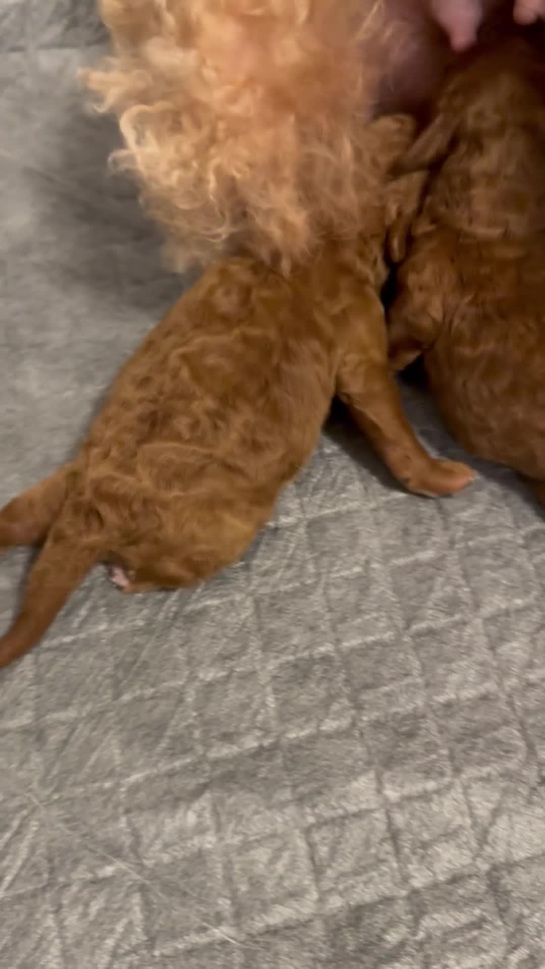 Barboncino Toy cani in vendita: Barboncino toy - Video 1