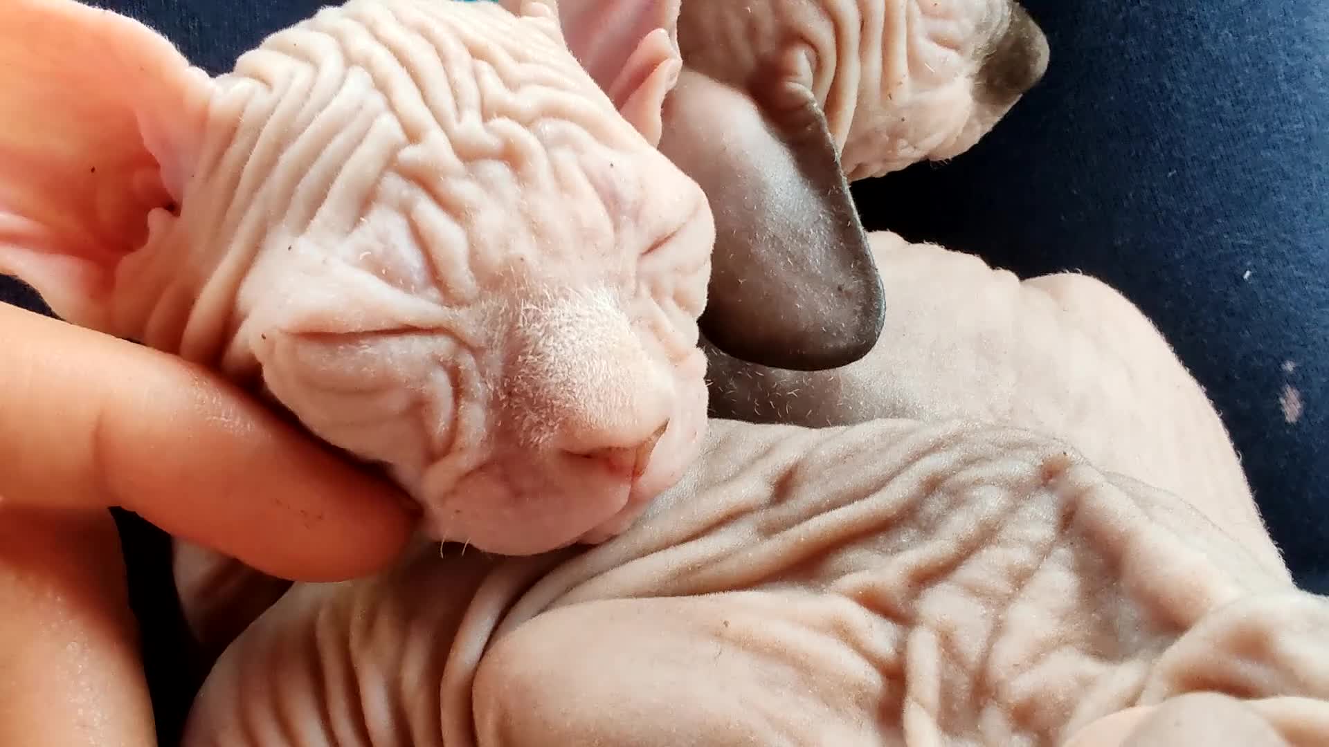 Sphynx gatti in vendita: Cuccioli Canadian Sphynx  - Video 2