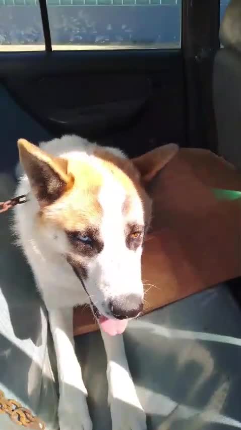 Meticcio cani in regalo: Ronny, un meticcio pronto a farsi amare - Video 2