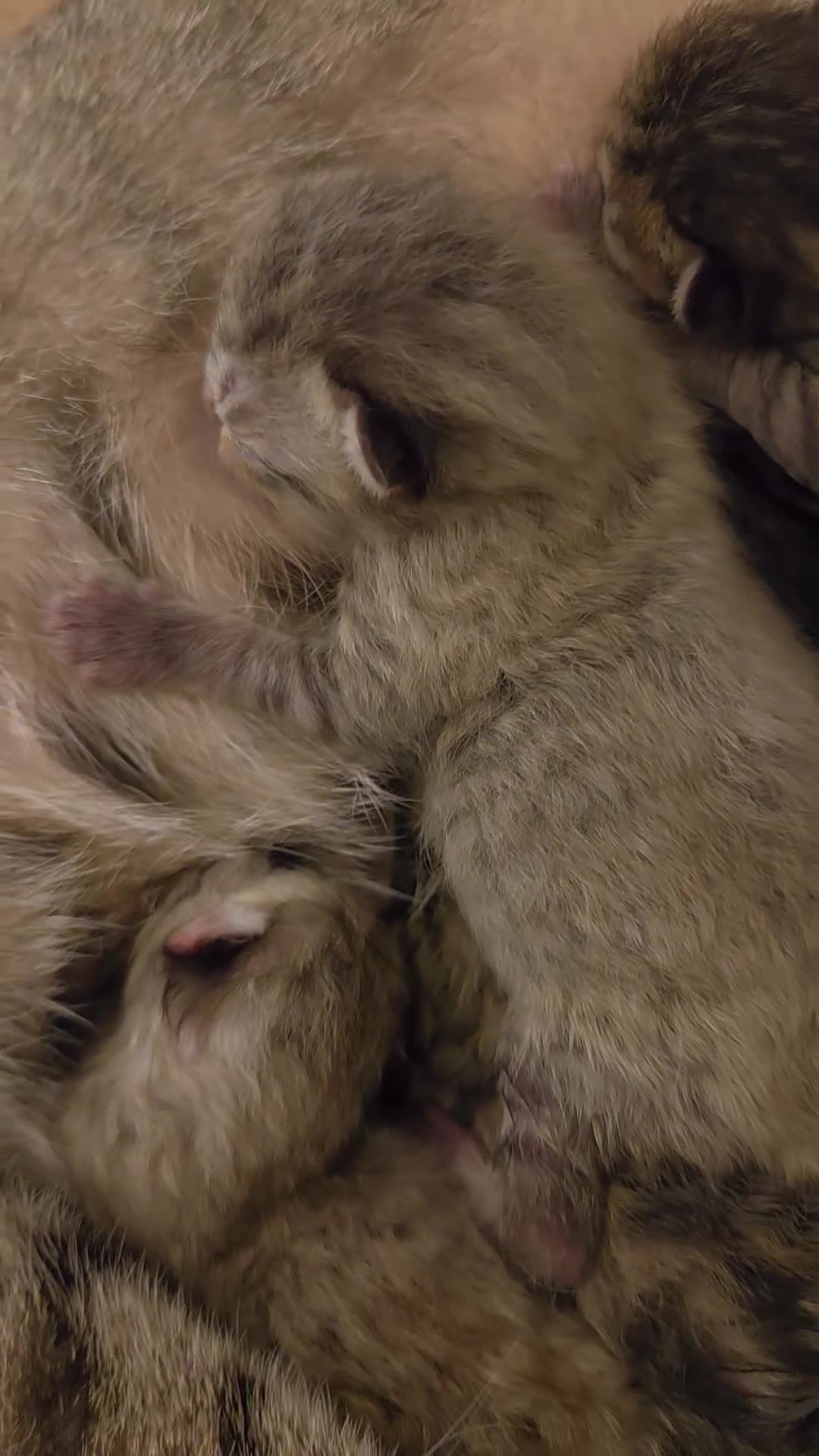 Altre razze gatti in vendita: Meravigliosi Cuccioli in Arrivon  🐾 - Video 3