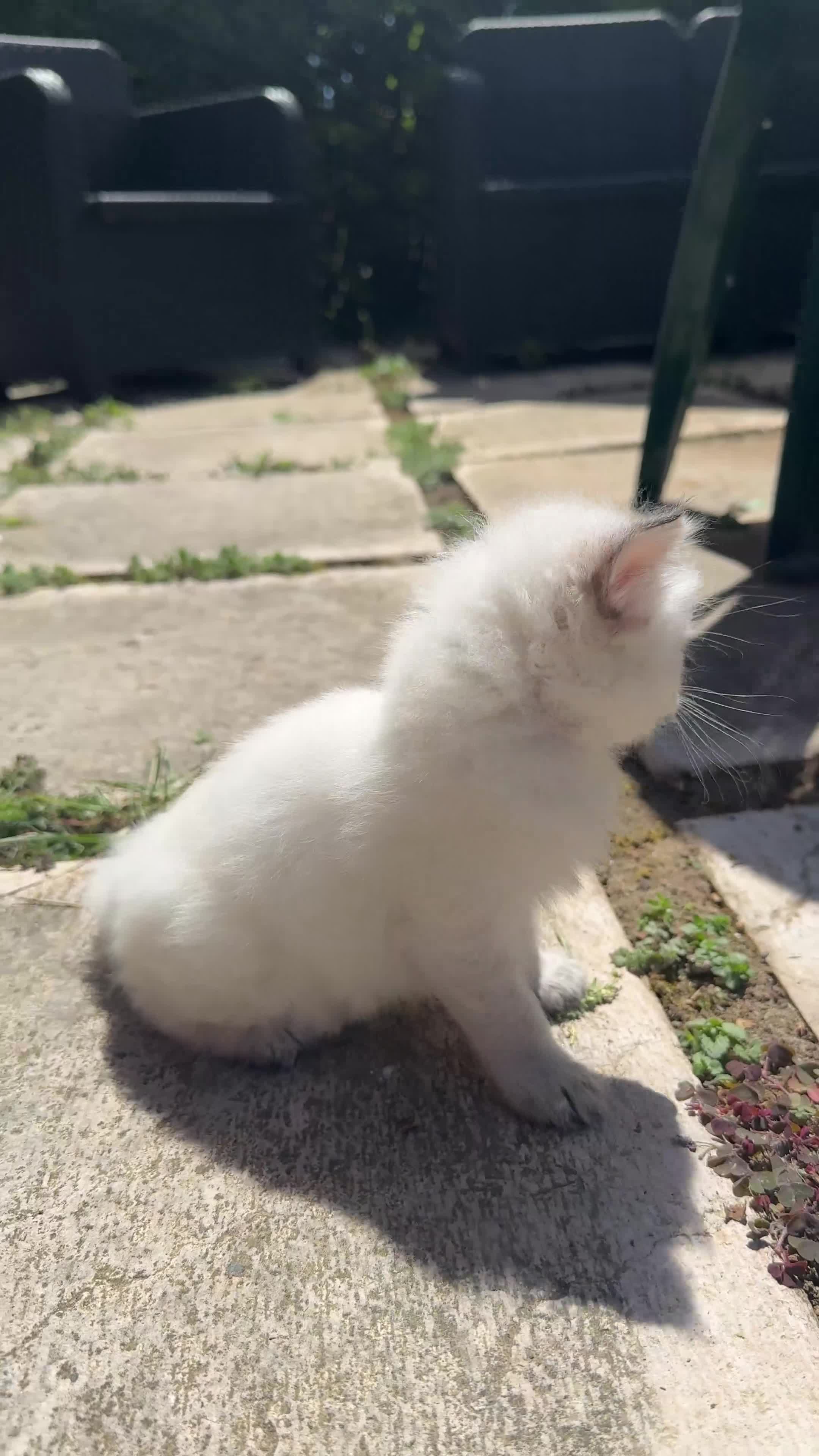 Siberiano gatti in vendita: Ultime due cucciole siberiane neva disponibili - Video 3