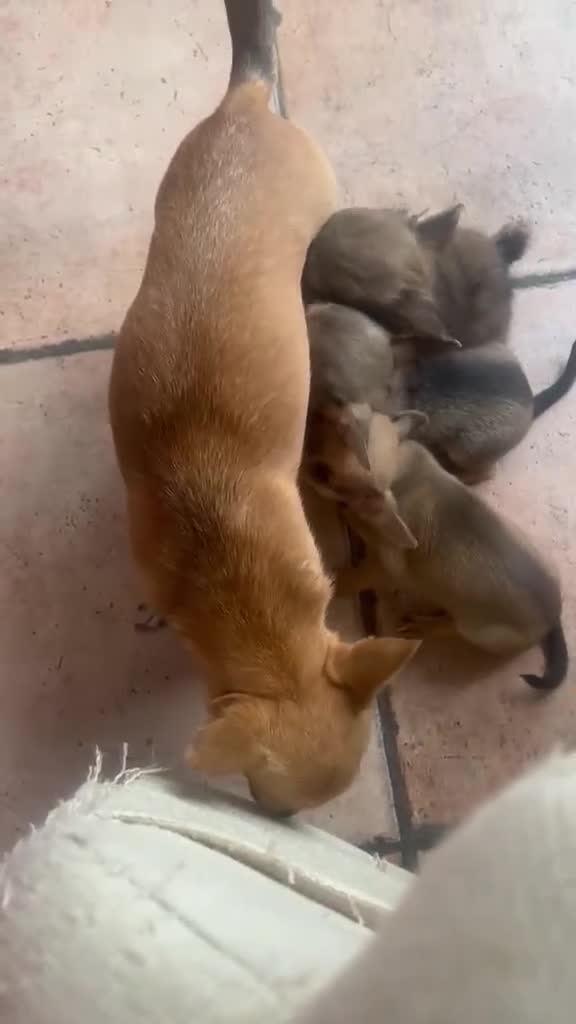 Chihuahua cani in vendita: Cuccioli di Chihuahua - Video 1
