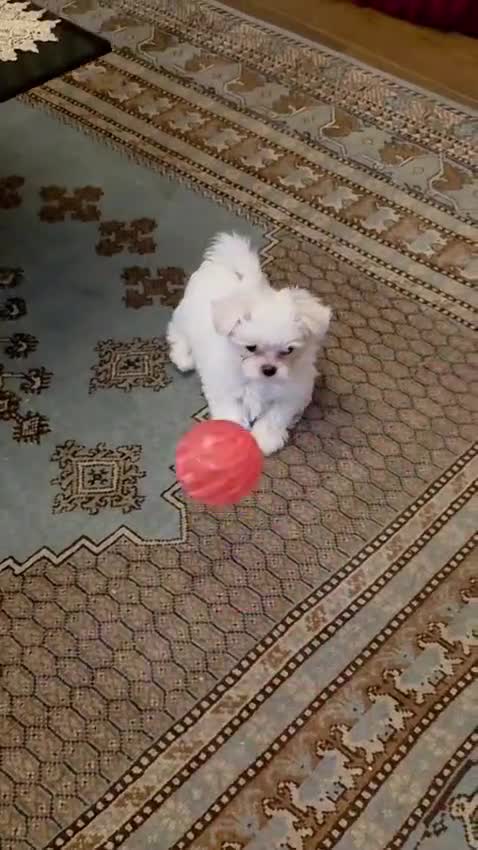Maltese cani in vendita: 4 Principini bianchi Maltesi - Video 2