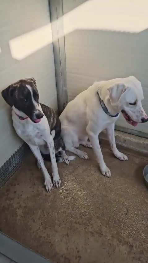 Meticcio cani in regalo: Kinder e Kira: giovani adozione di coppia  - Video 1