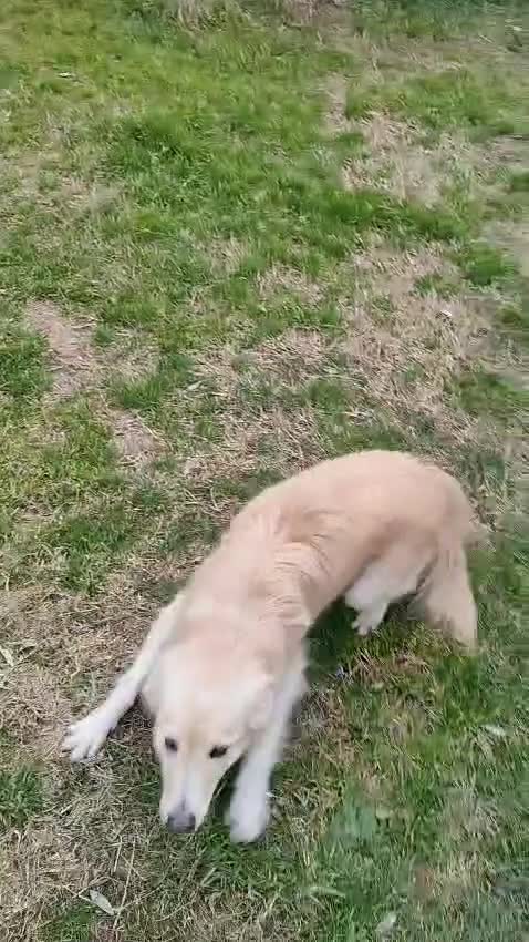Meticcio cani in regalo: LUCKY Cotone adora le persone dinamiche - Video 3