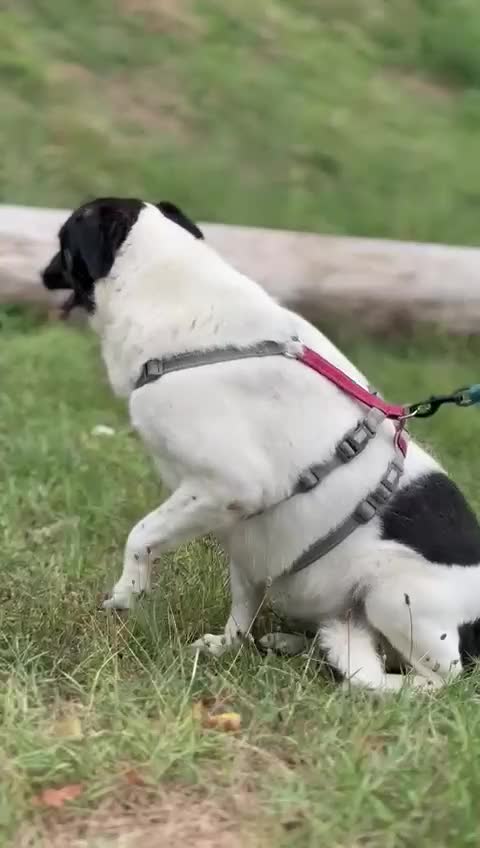 Meticcio cani in regalo: Cookie, una tenerissima meticcia - Video 1