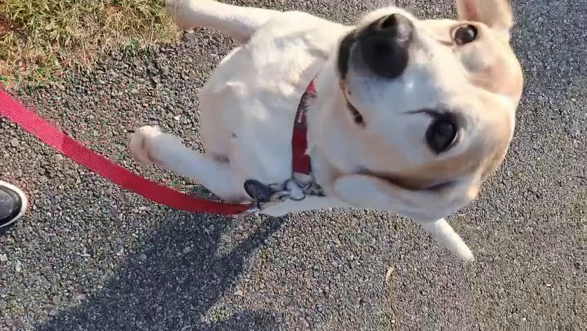 Meticcio cani in regalo: BALOO MINI BEAGLE - Video 1