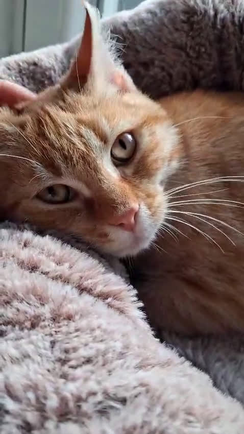 Europeo gatti in regalo: ORZO MICINO ADORABILE - Video 1