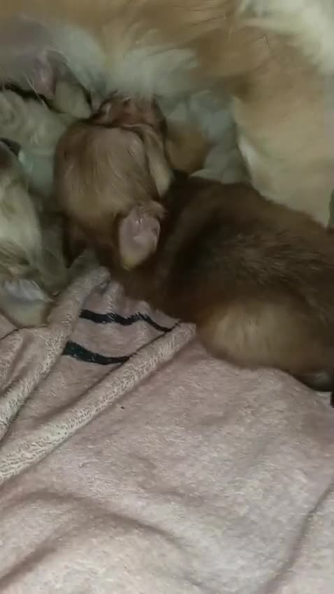 Chihuahua cani in vendita: Cuccioli di chihuahua  - Video 3