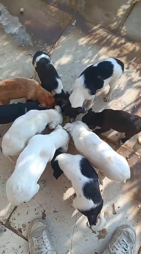 Meticcio cani in regalo: Olivetta: 2 mesi taglia piccola  - Video 2