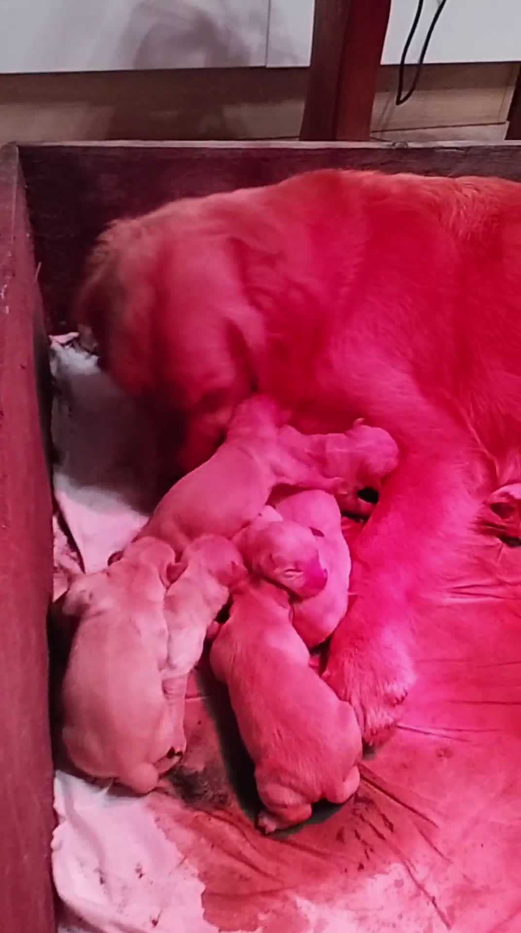 Golden Retriever cani in vendita: Cuccioli di Golden retriever  a Provincia di Varese - Video 1