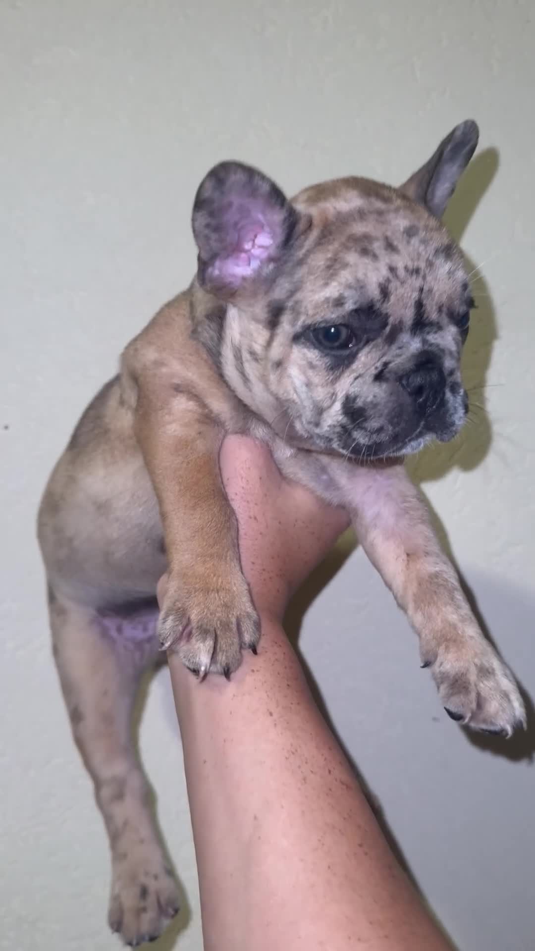 Bulldog Francese cani in vendita: vendita di bulldog francese  a Città metropolitana di Palermo - Video 2