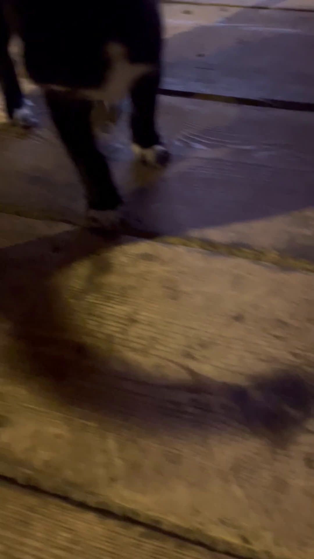 Meticcio cani in regalo: Incrocio tra due Husky/weimaraner - Video 3