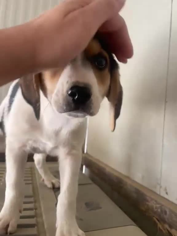 Meticcio cani in regalo: 3 TENERE SORELLINE - Video 1