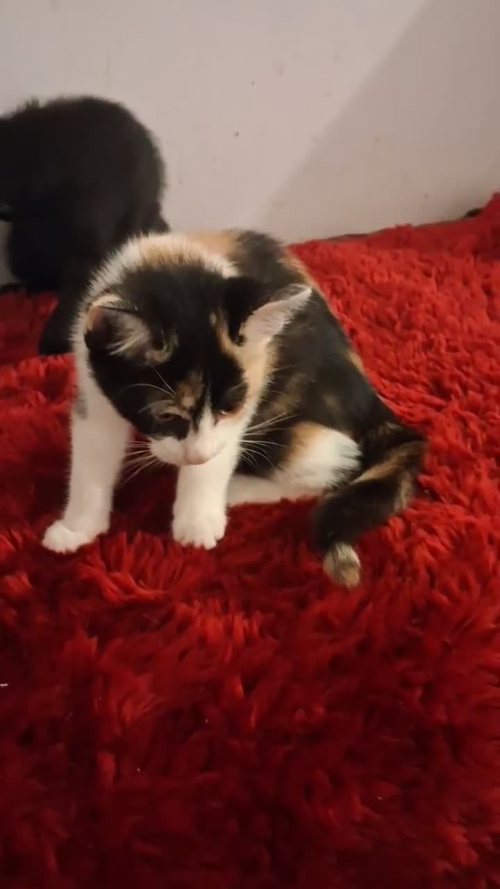 Europeo gatti in regalo: Cuccioli di gatto  - Video 1