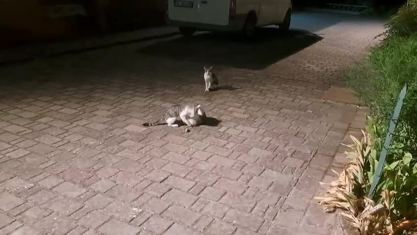 Meticcio gatti in regalo: 3mici 3mesi e mammina da salvare VOGHERA PV. - Video 1