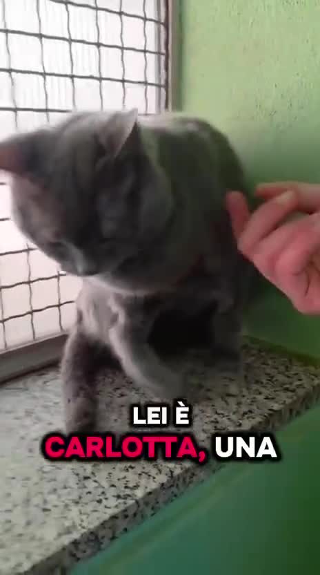 Europeo gatti in regalo: CARLOTTA GATTINA CERTOSINA - Video 1
