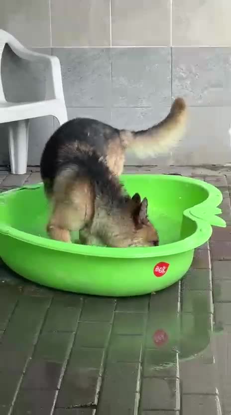 Meticcio cani in regalo: CICCILLO PASTORE TEDESCO - Video 2