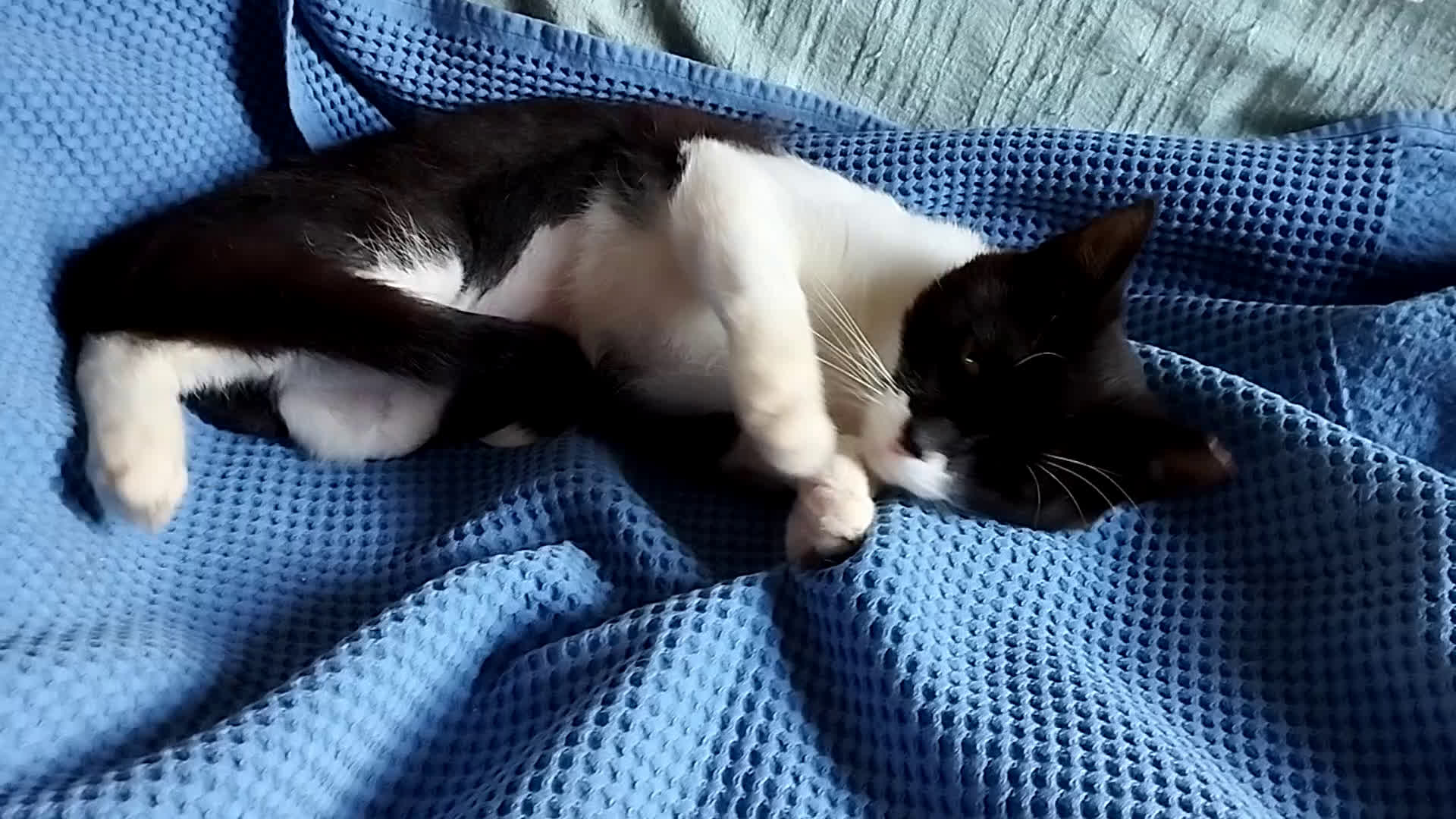 Altre razze gatti in regalo: Splendida lilly - Video 1