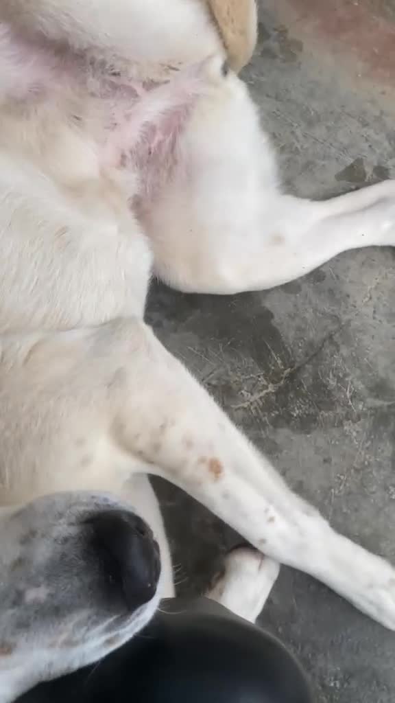 Meticcio cani in regalo: Lulù cagnolina meravigliosa - Video 4