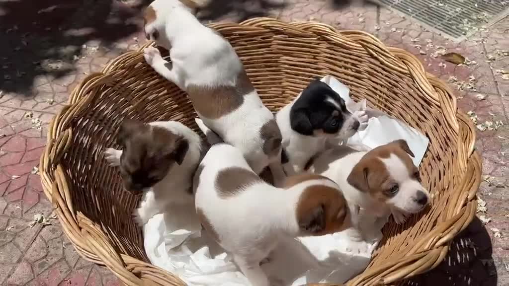 Meticcio cani in vendita: Cuccioli di jack russell  - Video 3